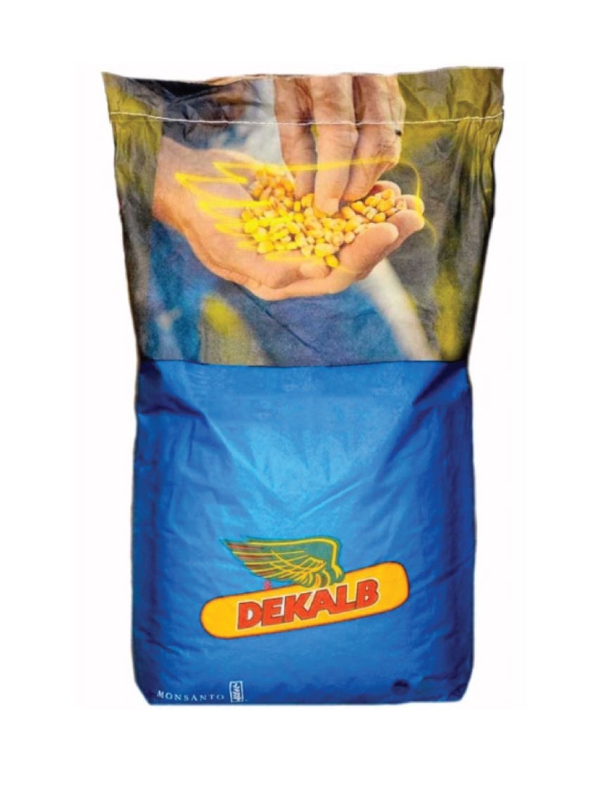 Porumb Monsanto DKC 4541 80.000 seminte